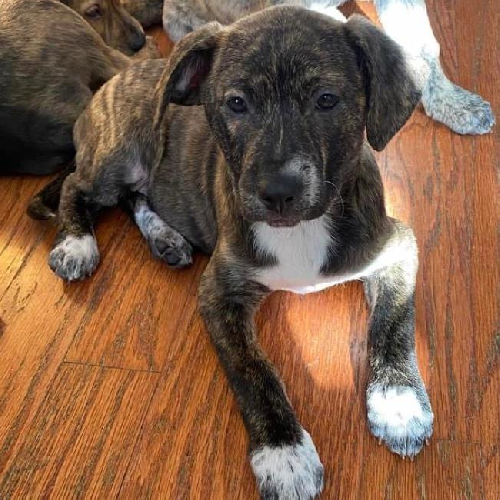 Lily (Bluebell Pup)