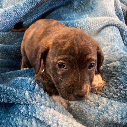 Lily (Bluebell Pup)