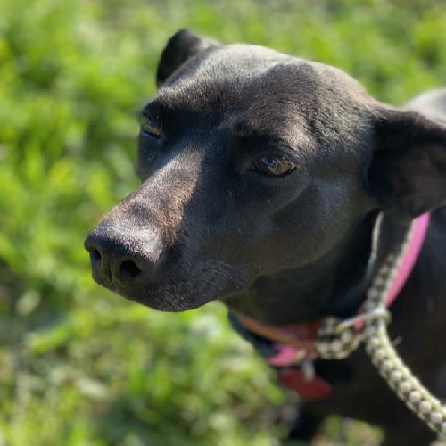 Madrid - Adopted!