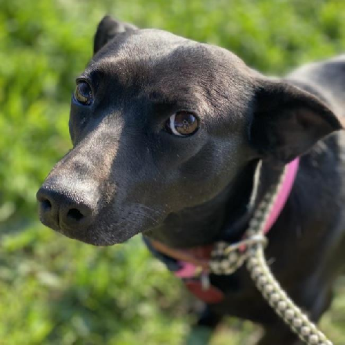 Madrid - Adopted!