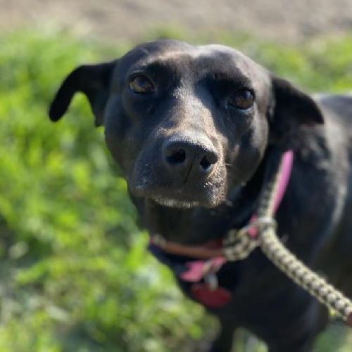 Madrid - Adopted!