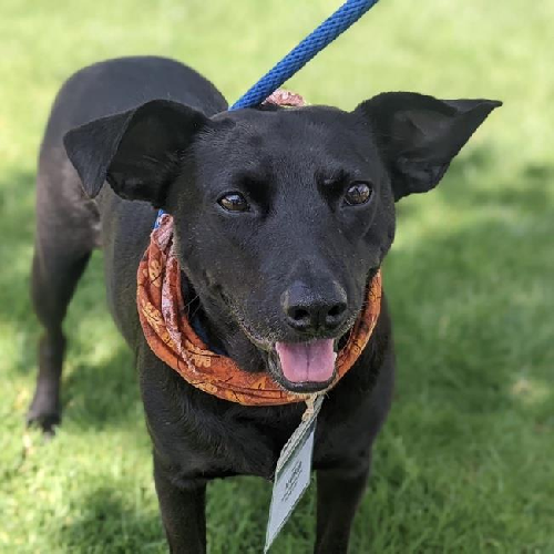 Madrid - Adopted!