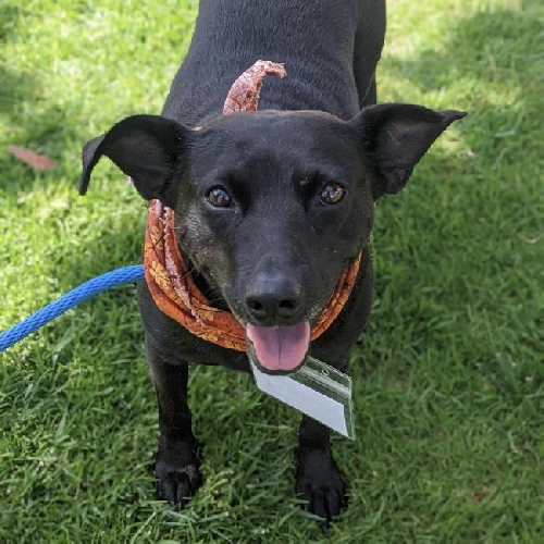 Madrid - Adopted!
