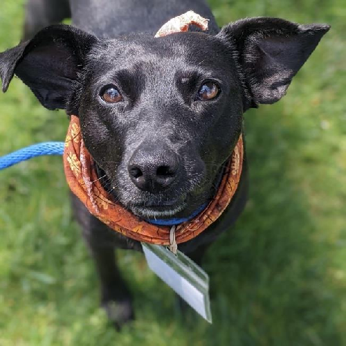Madrid - Adopted!