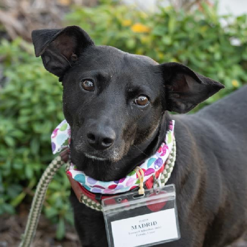 Madrid - Adopted!