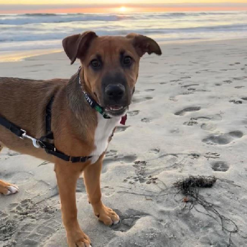 Dex (Dynasty Pup)
