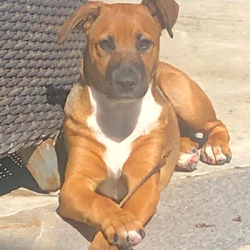 Dex (Dynasty Pup)