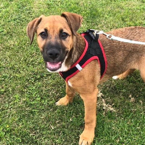 Dex (Dynasty Pup)