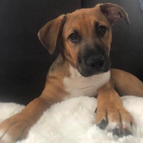 Dex (Dynasty Pup)