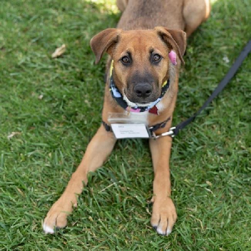 Dex (Dynasty Pup)