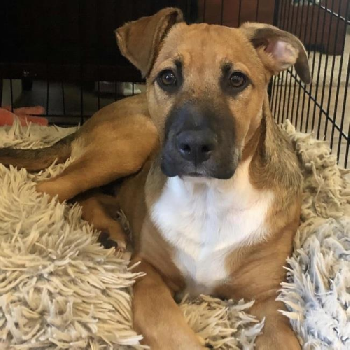 Dex (Dynasty Pup)