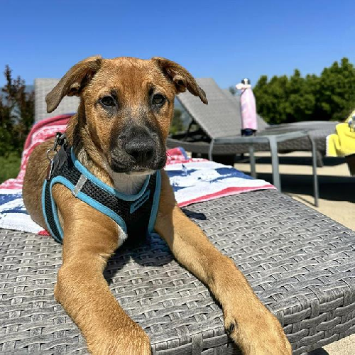 Dex (Dynasty Pup)