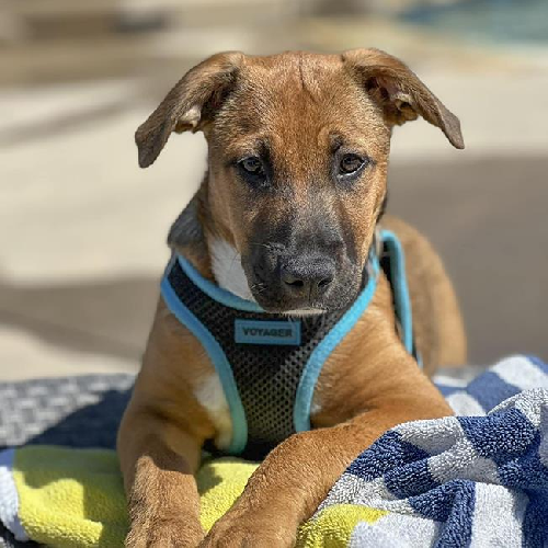 Dex (Dynasty Pup)