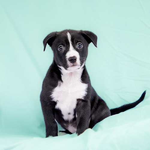 Valley (Ravine Pup) - Adopted!