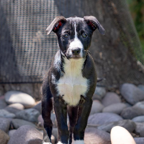 Valley (Ravine Pup) - Adopted!
