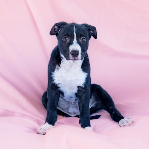 Valley (Ravine Pup) - Adopted!