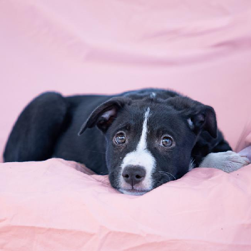 Valley (Ravine Pup) - Adopted!