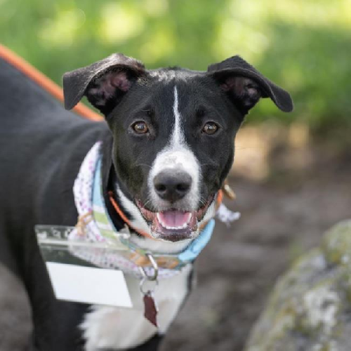 Valley (Ravine Pup) - Adopted!
