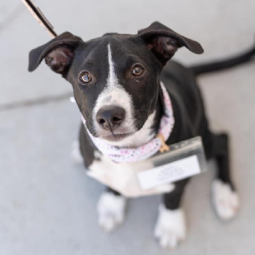 Valley (Ravine Pup) - Adopted!