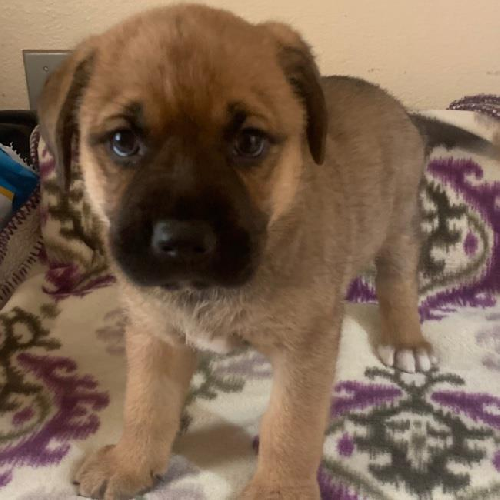 Mimosa (Classic Pup)