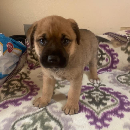 Mimosa (Classic Pup)