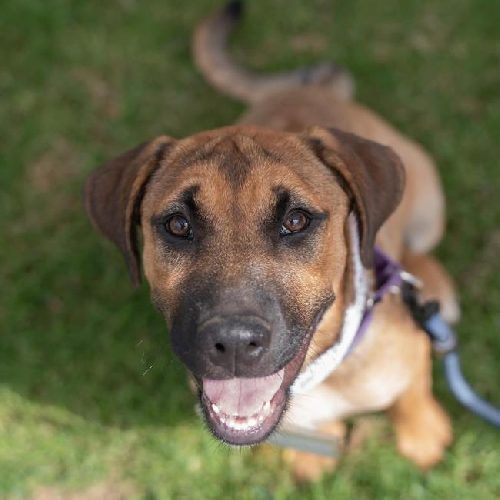 Mimosa (Classic Pup)