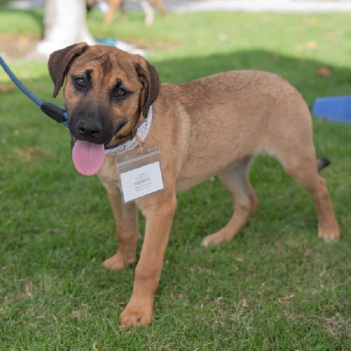 Mimosa (Classic Pup)