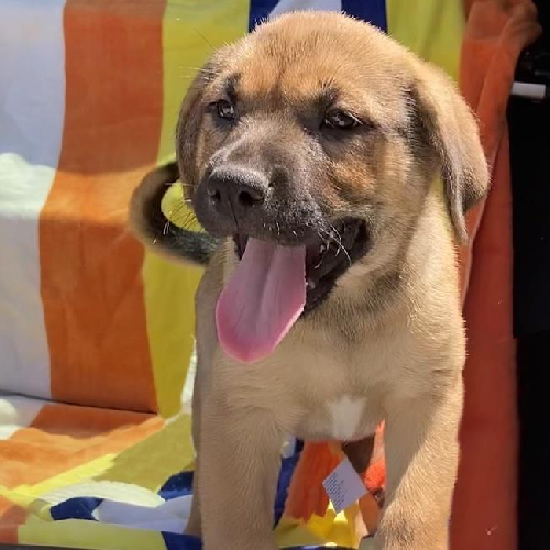 Mimosa (Classic Pup)