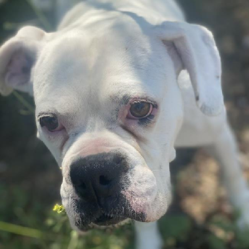 Chata - (Medical)
