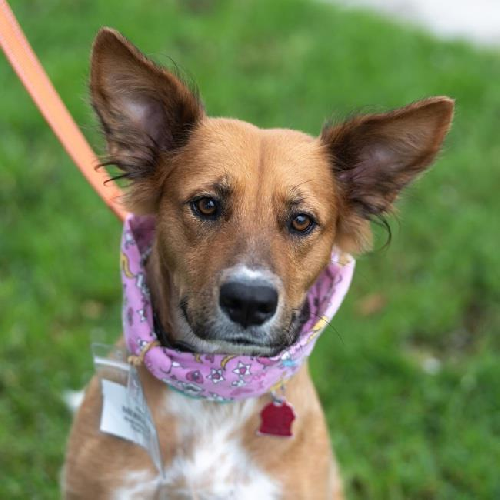 Meringue - Adopted!