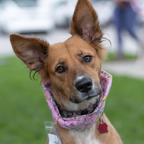Meringue - Adopted!