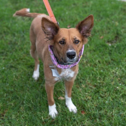 Meringue - Adopted!