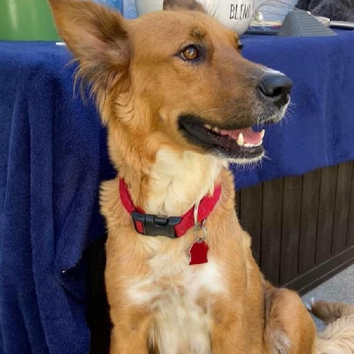 Meringue - Adopted!