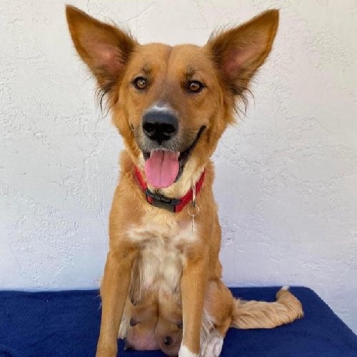 Meringue - Adopted!