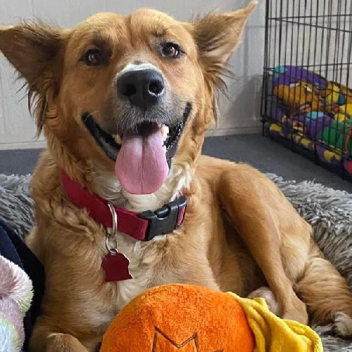 Meringue - Adopted!