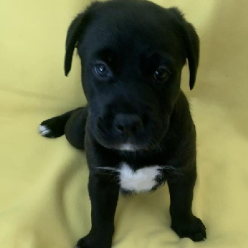 Sangria Pup - Juicy - Adopted!