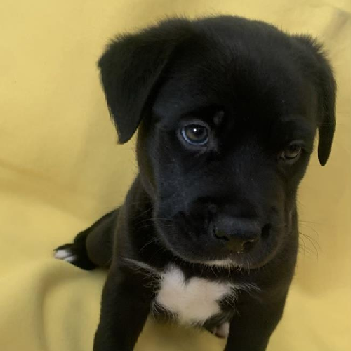 Sangria Pup - Juicy - Adopted!