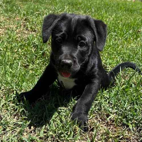 Sangria Pup - Juicy - Adopted!