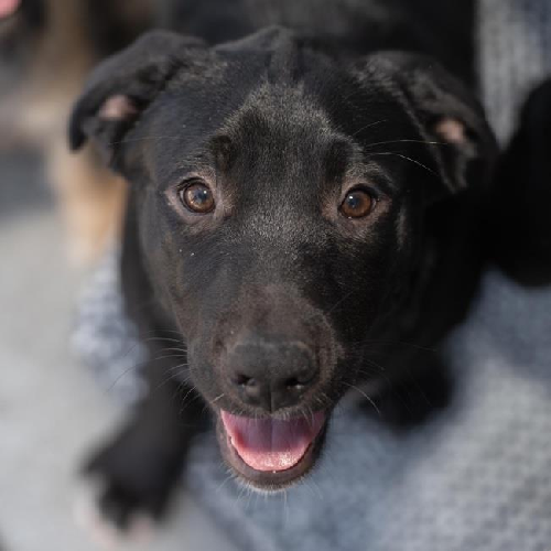 Sangria Pup - Juicy - Adopted!