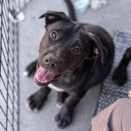 Sangria Pup - Juicy - Adopted!
