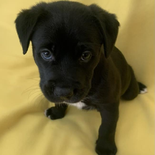 Sangria Pup - Juicy - Adopted!