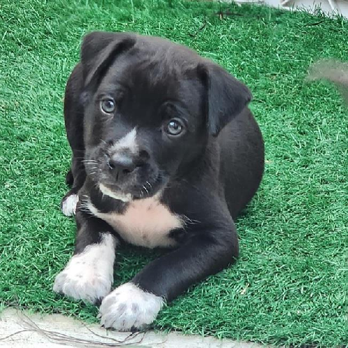 Gordes (Village Pup) - Adopted!