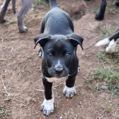 Gordes (Village Pup) - Adopted!