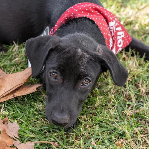 Toots (Nana Pup) - (Medical)