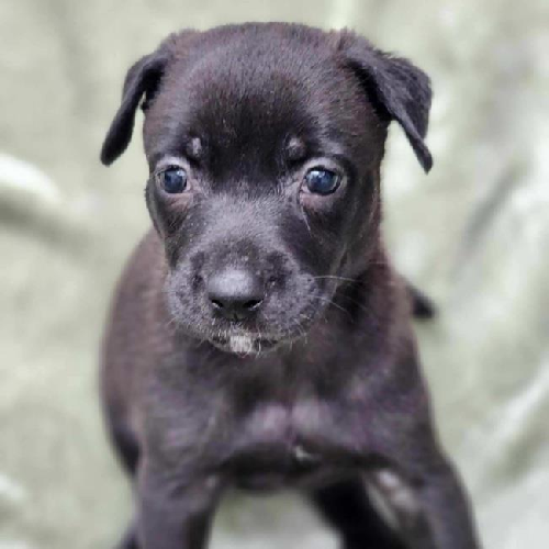 Toots (Nana Pup) - (Medical)