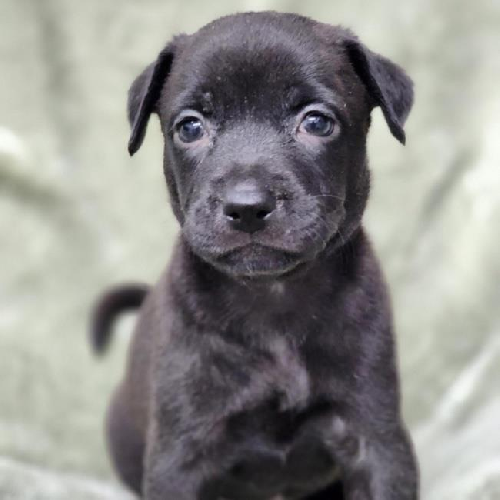 Mimzy (Nana Pup)