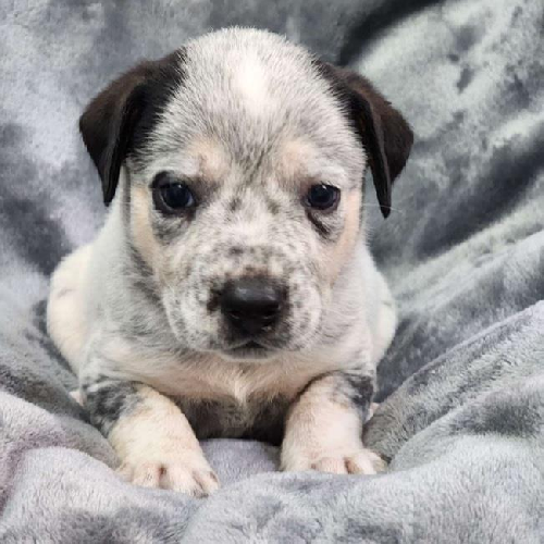 Ember Pup - Wood - Adopted!