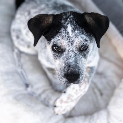 Ember Pup - Wood - Adopted!