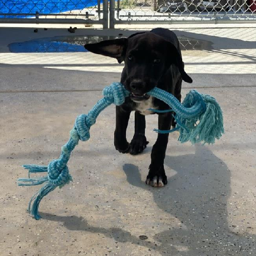 Rapper Pup - Jayz