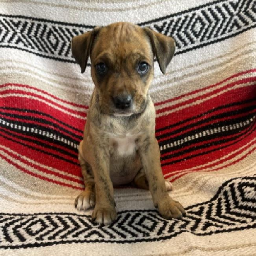 Kata Pup - Olga